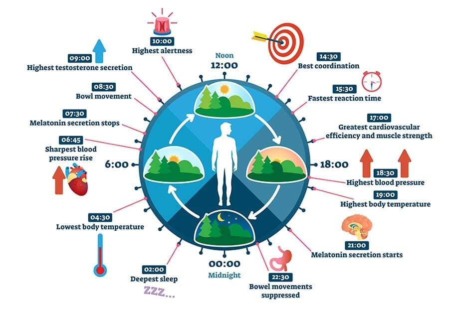 Circadian rhythm inforgraphic