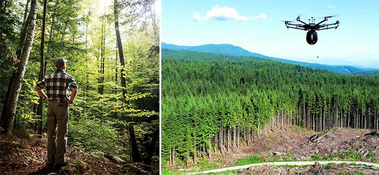 See the forest from the trees