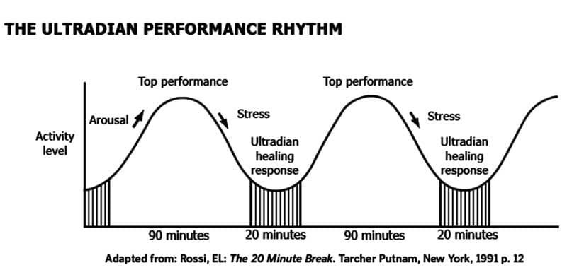 Ultradian performance rhythm