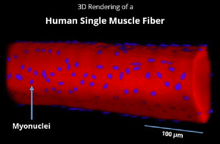 Muscle fiber 3D model