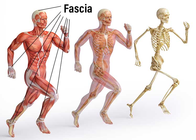 Fascial network integrates into every part of the entire body