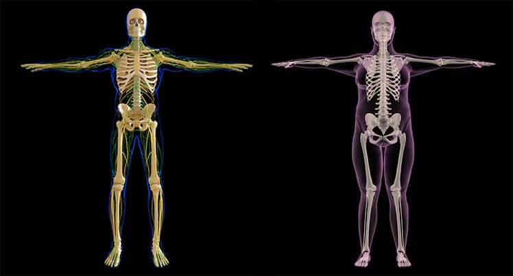Skinny vs fat musculoskeletal systems