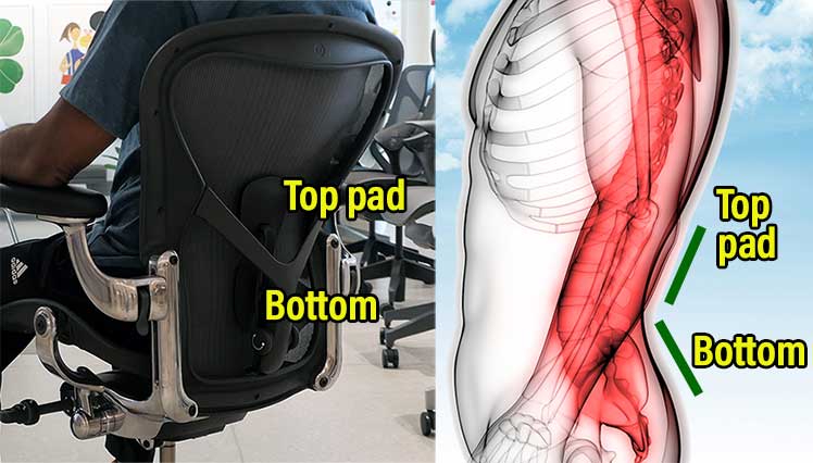 Closeup of the Posturefit dual-pad back support system