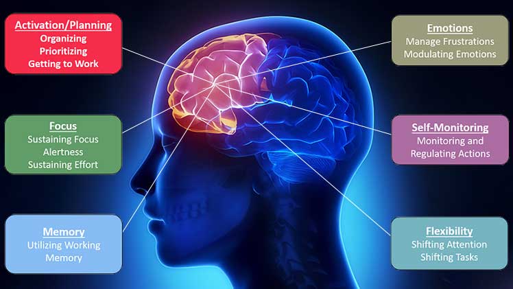 List of prefrontal cortex executive functions
