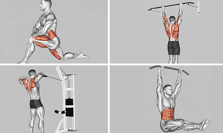 A 2x2 grid of anatomical exercise illustrations on a grey background, each showing muscle activation in red. Clockwise from top left: kneeling lunge stretch targeting the hip flexors; dead hang from a pull-up bar targeting the back and lats; hanging leg raises targeting the abdominals; face pulls on a cable machine targeting the rear deltoids and upper trapezius.